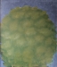 Big Tree No1, 2016